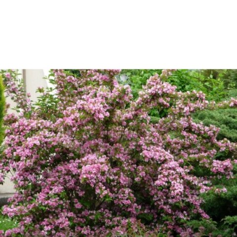 Krzewuszka cudowna - Weigela florida 'Rumba'
