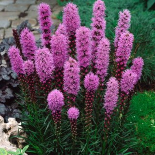 Liatra Kłosowa Fioletowa - Liatris Spicata 1 Szt.