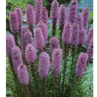 Liatra Kłosowa Fioletowa - Liatris Spicata 1 Szt.