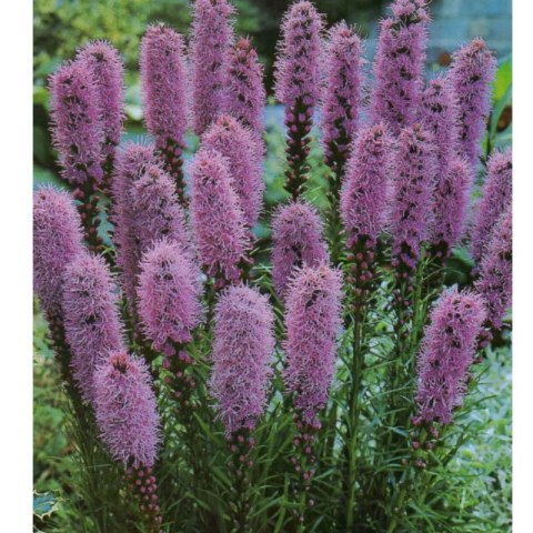 Liatra Kłosowa Fioletowa - Liatris Spicata 1 Szt.