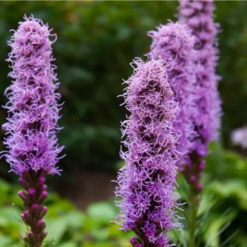 Liatra Kłosowa Fioletowa - Liatris Spicata 1 Szt.