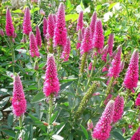 Przetacznik Długolistny - Veronica Longifolia 'First Love'