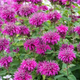 Pysznogłówka 'Bee-Free' (Monarda hybrida) - sadzonka