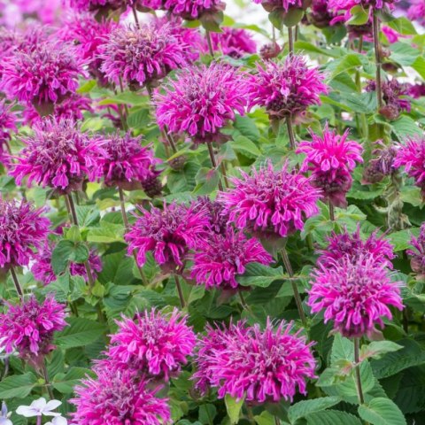 Pysznogłówka 'Bee-Free' (Monarda hybrida) - sadzonka