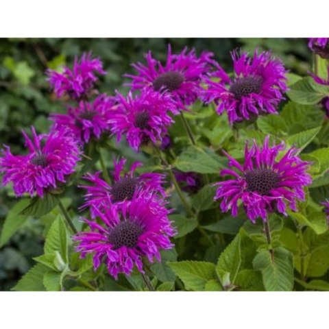 Pysznogłówka 'Bee-Free' (Monarda hybrida) - sadzonka