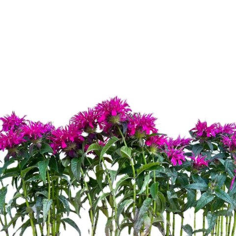 Pysznogłówka 'Bee-Free' (Monarda hybrida) - sadzonka