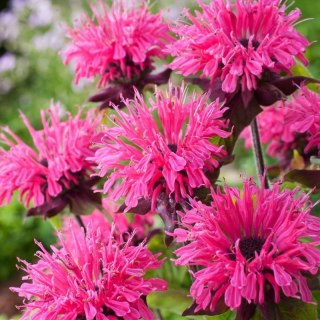 Pysznogłówka 'Pink Lace' (Monarda hybrida) - sadzonka P11