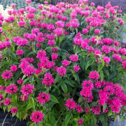 Pysznogłówka 'Pink Lace' (Monarda hybrida) - sadzonka P11
