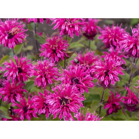 Pysznogłówka 'Pink Lace' (Monarda hybrida) - sadzonka P11