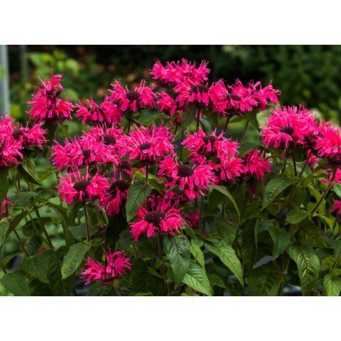 Pysznogłówka 'Pink Lace' (Monarda hybrida) - sadzonka P11