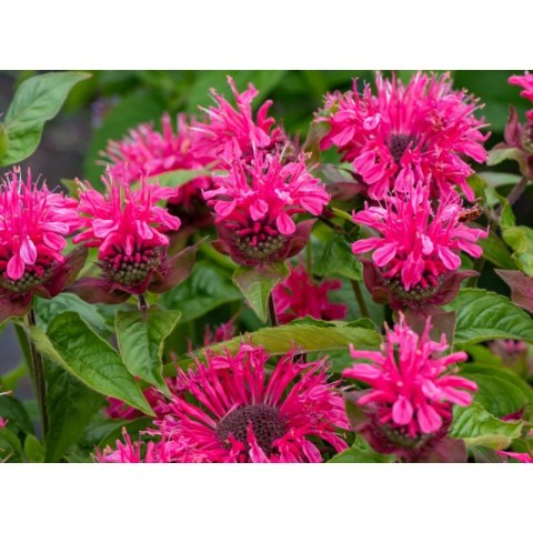 Pysznogłówka 'Pink Lace' (Monarda hybrida) - sadzonka P11