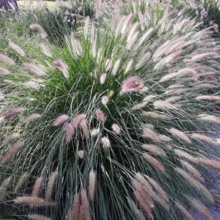 Rozplenica Japońska - Pennisetum Alopecuroides 'Lady U'