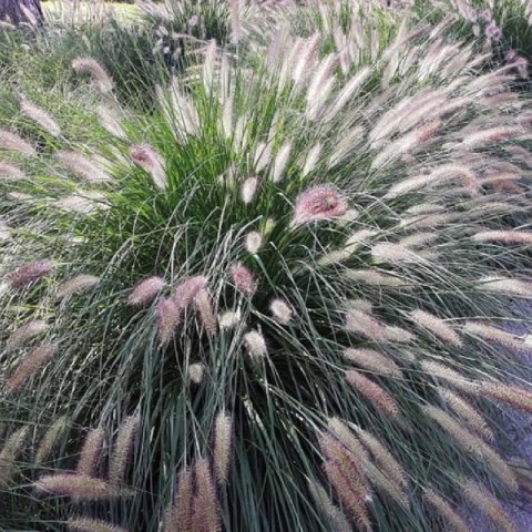 Rozplenica Japońska - Pennisetum Alopecuroides 'Lady U'