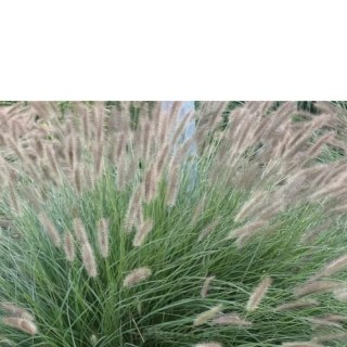 Rozplenica Japońska - Pennisetum Alopecuroides 'Lady U'