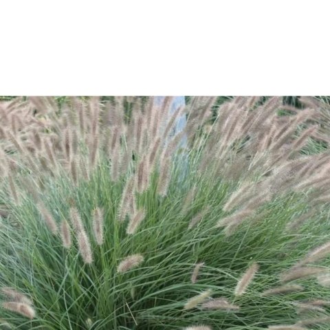 Rozplenica Japońska - Pennisetum Alopecuroides 'Lady U'