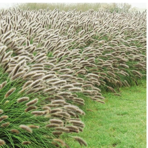 Rozplenica Japońska - Pennisetum Alopecuroides 'Lady U'