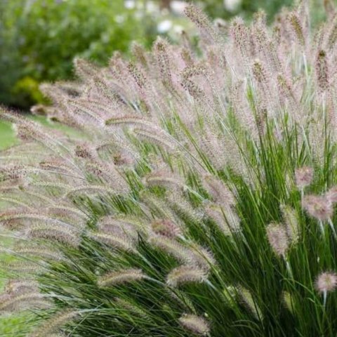 Rozplenica Japońska - Pennisetum Alopecuroides 'Lady U'