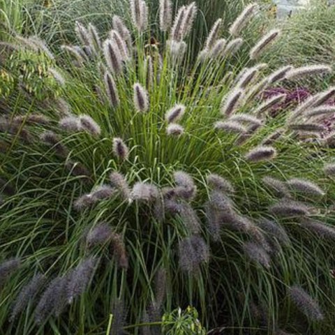 Rozplenica Japońska - Pennisetum Alopecuroides 'National Arboretum'