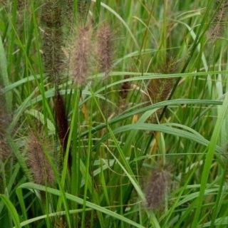 Rozplenica Japońska - Pennisetum Alopecuroides 'National Arboretum'