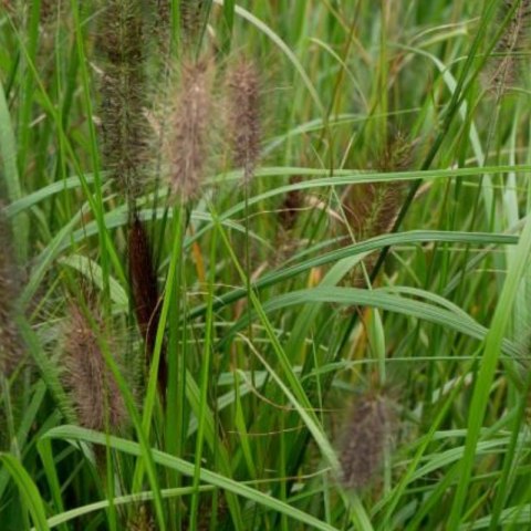 Rozplenica Japońska - Pennisetum Alopecuroides 'National Arboretum'