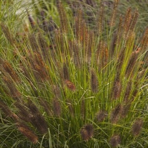 Rozplenica Japońska - Pennisetum Alopecuroides 'National Arboretum'