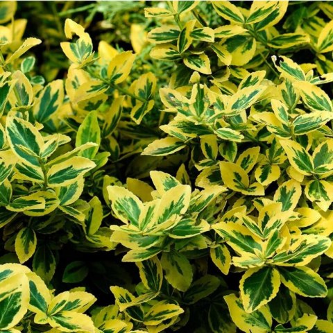 Trzmielina - Euonymus fortunei 'Emerald'n Gold'