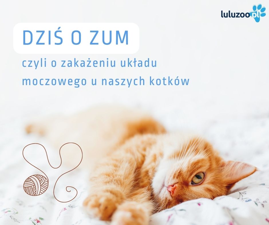 Zakażenie układu moczowego u kotów