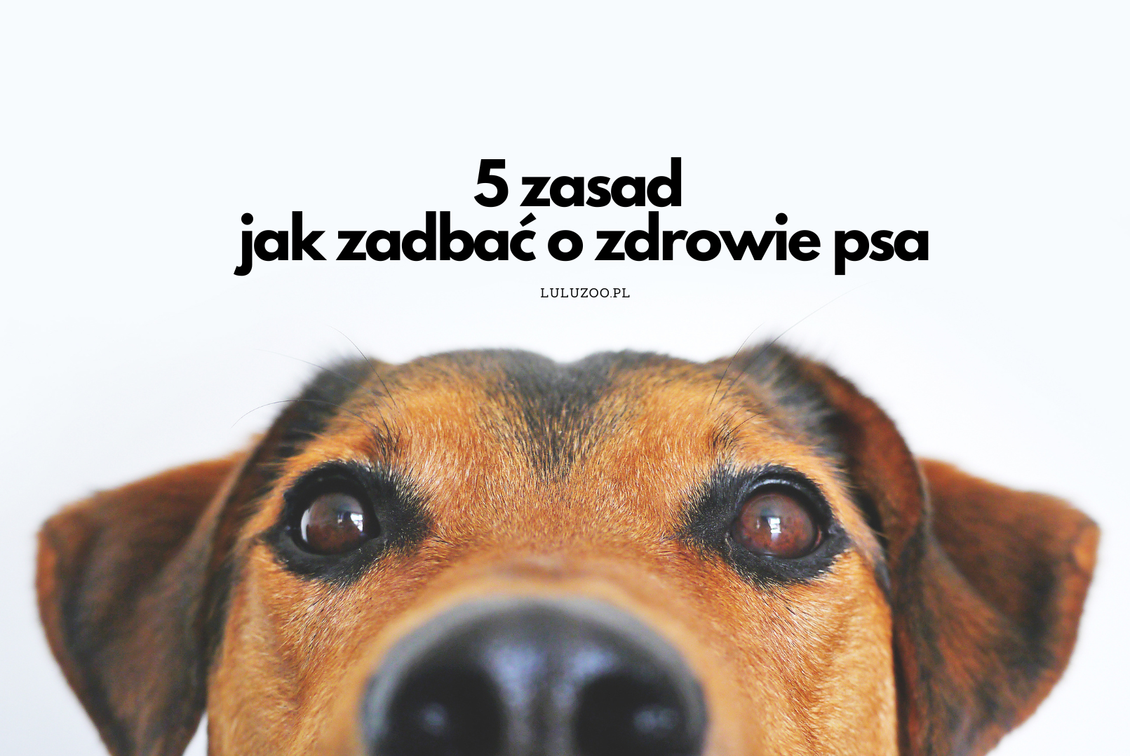 Zdrowie PSA